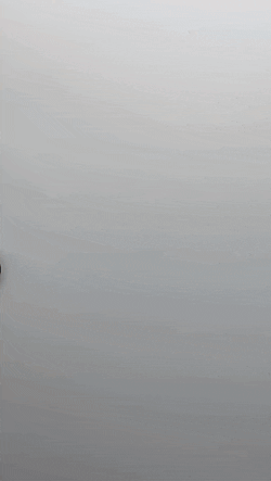 Cute Duck GIF