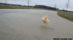 Cute Duck Shaky Run GIF