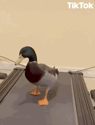 Cute Duck Walking On Treadmill GIF