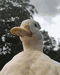 Cute Duck Wearing Sunflower Hat GIF