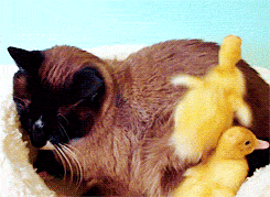 Cute Ducks Climbing On Cat GIF