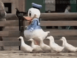 Cute Ducks Following Donald GIF