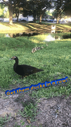Cute Ducks Running On Field GIF