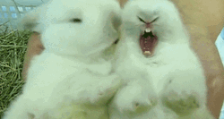 Cute Easter Bunnies Kissing GIF