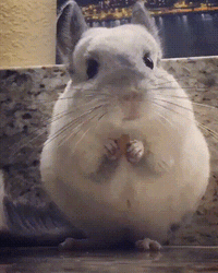 Cute Eating Rat