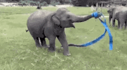 Cute Elephant Playing With Blue Ribbon
