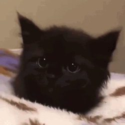 scared cat gif lizard