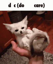 Cute Fennec Fox Curled Up GIF