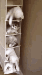 Cute Fighting White Kittens GIF