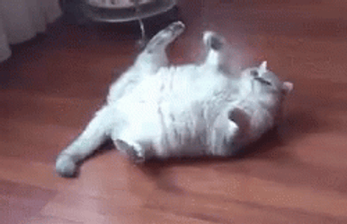 Cute Fluffy Cat Rolling GIF