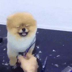 Cute Fluffy Puppy Haircut  GIF