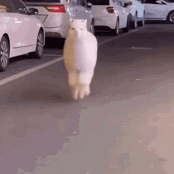 Cute Fluffy White Alpaca GIF