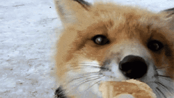 Cute Fox Biting Food Close Up Look