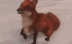 Cute Fox Jumping
