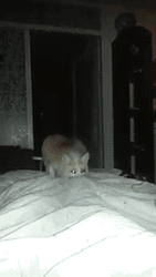 Cute Fox Jumping On Bed