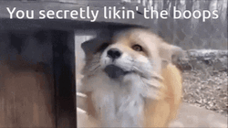 Cute Fox Secretly Likes Boop GIF