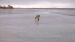 Cute Fox Walking Fast On Ice