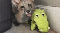 Cute Fox Yawning And Playing Toy