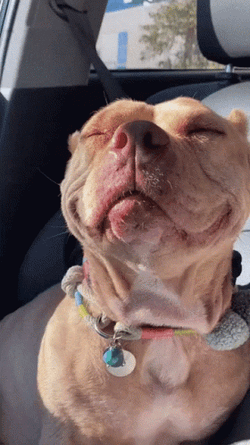 Cute Fresno Pitbull  GIF