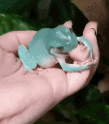 Cute Frog Biting