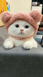 Cute Funny Cat Wearing Its Headband GIF