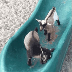 Cute Funny Goat Slide Trip GIF