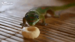 Cute Gecko Donut Lick GIF