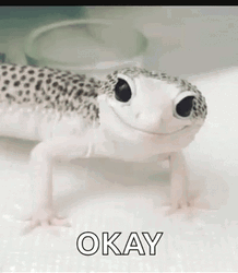 Cute Gecko Winking Okay GIF