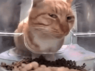 Cute Ginger Cat Squinting GIF