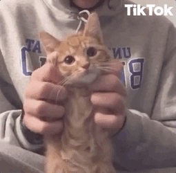 Cute Ginger Cat Tiktok Dance GIF