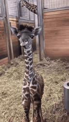 Cute Giraffe Sticking Out Tongue