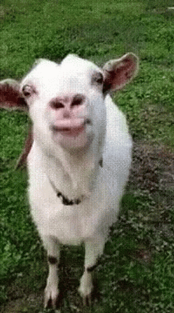 Cute Goat Tongue Slurp GIF