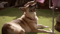 Cute Good Dog Head Pats GIF
