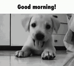 Cute Good Morning Wednesday Puppy Crunch GIF