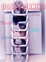 Cute Good Morning Wednesday Stack Of Kittens GIF
