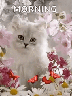 Cute Good Morning Wednesday White Fluffy Cat GIF