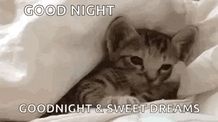 Cute Good Night Drowsy Kitten GIF