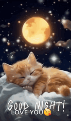 Cute Good Night Orange Kitten Moonlight GIF