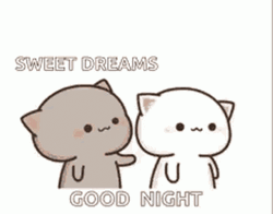 Cute Goodnight Cat Kiss GIF