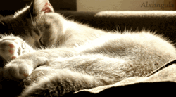 Cute Goodnight Cat Sleeping GIF