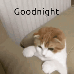 Cute Goodnight Falling Cat GIF