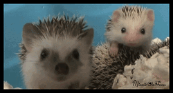 Cute Goodnight Sleepy Porcupine GIF