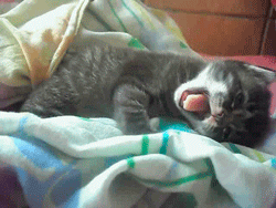 Cute Goodnight Yawn Cat GIF