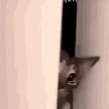 Cute Gray Cat Peeping  GIF