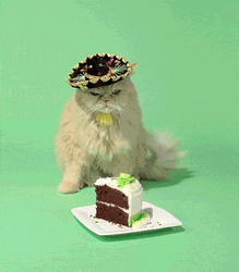Cute Grumpy Cat Guarding Birthday Cake GIF