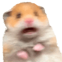 Cute Guinea Pig Scared Reaction GIF
