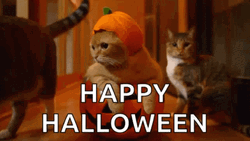 Cute Halloween Cat Overload GIF