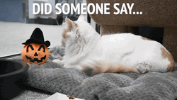 Cute Halloween Cat Pumpkin Spice GIF