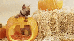 Cute Halloween Confused Dog GIF
