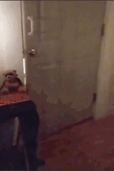 Cute Halloween Dogs Trick Or Treat GIF